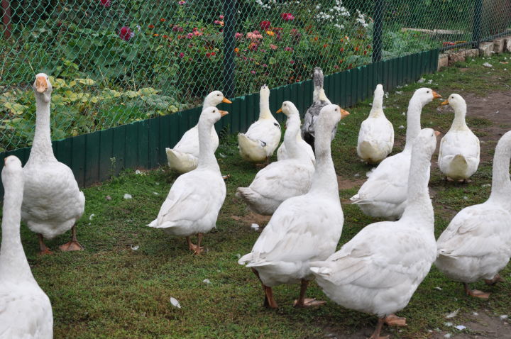 Черемшанские ветеринары рекомендуют ускорить праздники «гусиного пера»