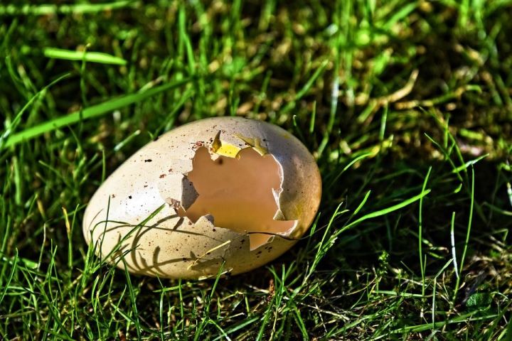 Куры склевывают яйца: проверенные способы, как избавиться от этой беды