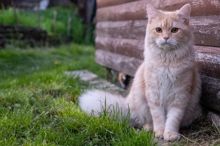 Сколько лет живут кошки по человеческим меркам?
