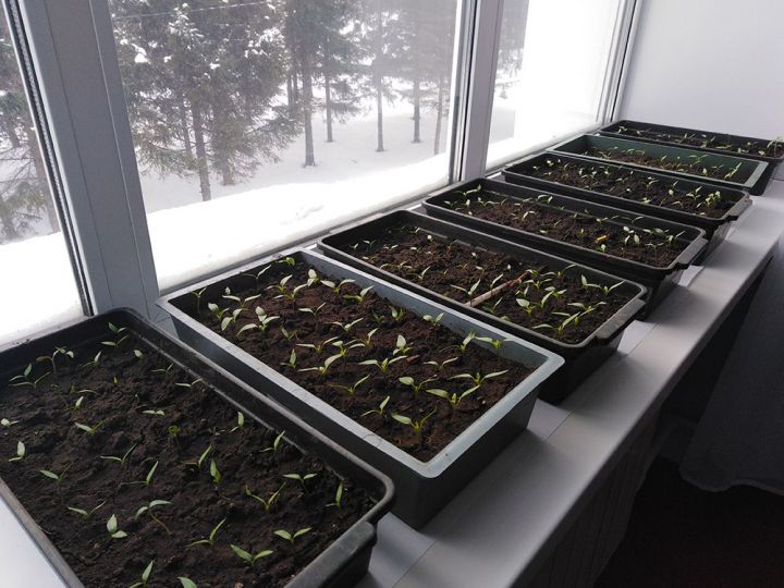 В Ивашкинской школе семена помидоров уже прорастили