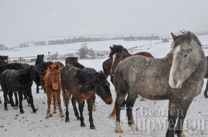 В Староутямышском сельском поселении на подворьях содержат 55 лошадей