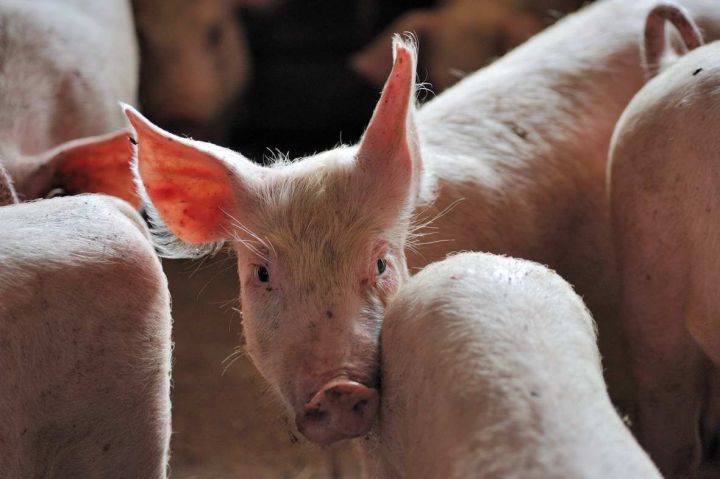 В Черемшанском районе треть поголовья свиней "прописана" в Кутеме