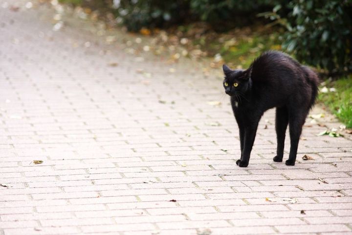 Черная кошка в доме — хорошо или плохо