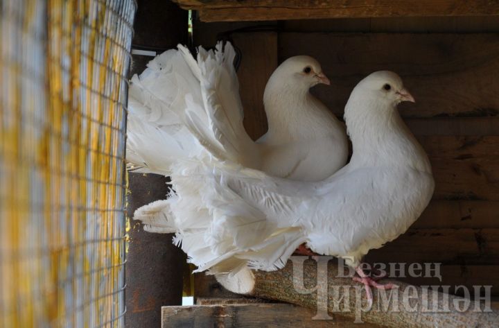 Семья из Лашманки разводит голубей, похожих на павлинов