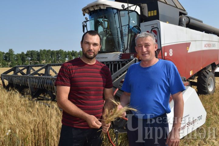 В Черемшанском районе озимая пшеница и нынче уродилась