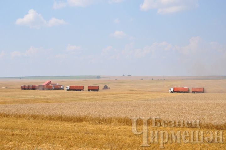 Уборочная кампания: первый миллион тонн зерна нового урожая собран