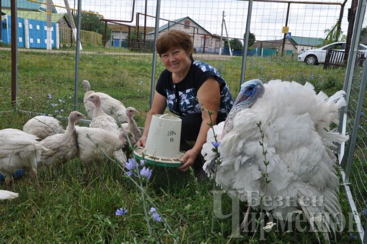 Семья из Старого Кадеева Черемшанского района выращивает 17-килограммовых индюков