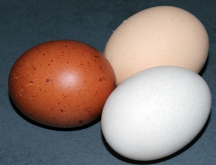 Существует ли разница между коричневыми и белыми яйцами