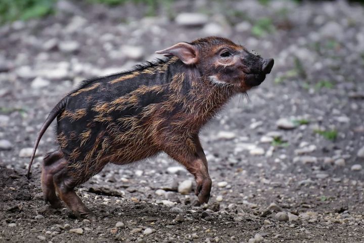 В Татарстане выявлены еще два очага африканской чумы свиней у диких кабанов