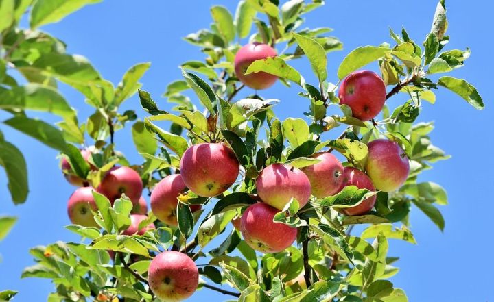 Чем подкормить яблоню весной. Лучшие удобрения для обильного урожая