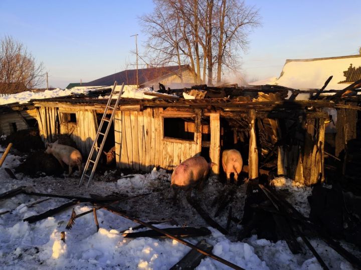 На пожаре в Девичьей Поляне погибли 18 свиней