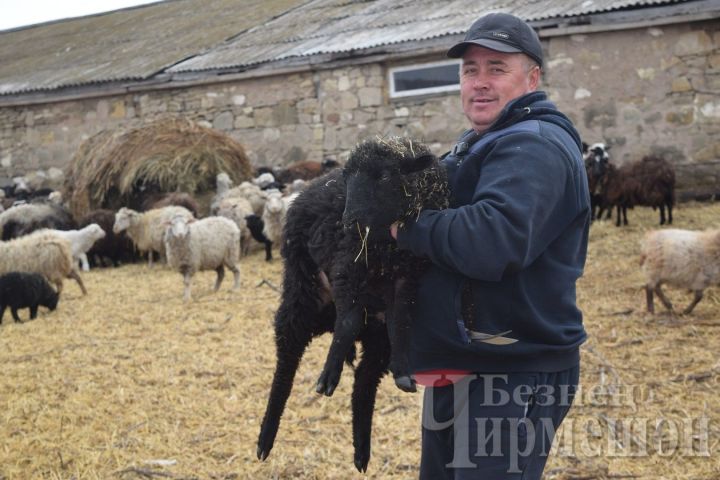 В Шешминке бывший матрос разводит овец