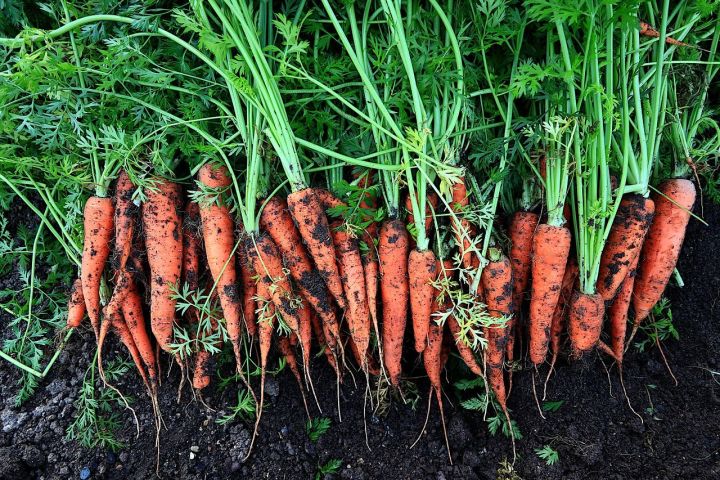 Как добиться крупной и сладкой моркови? Это нужно сделать уже сейчас