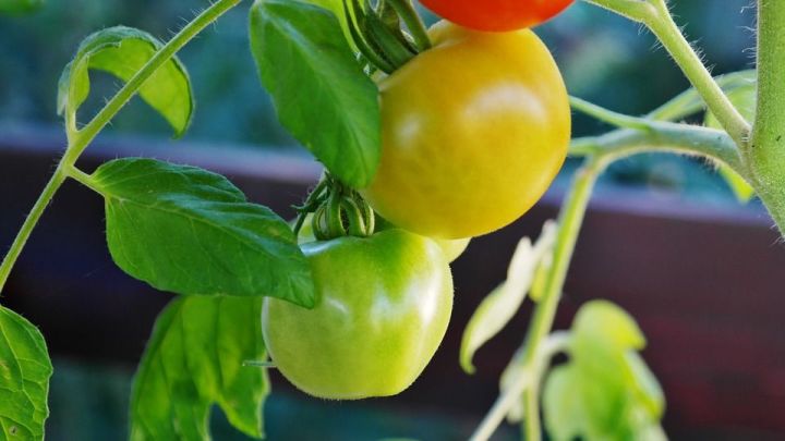 6 главных ошибок при пасынковании томатов