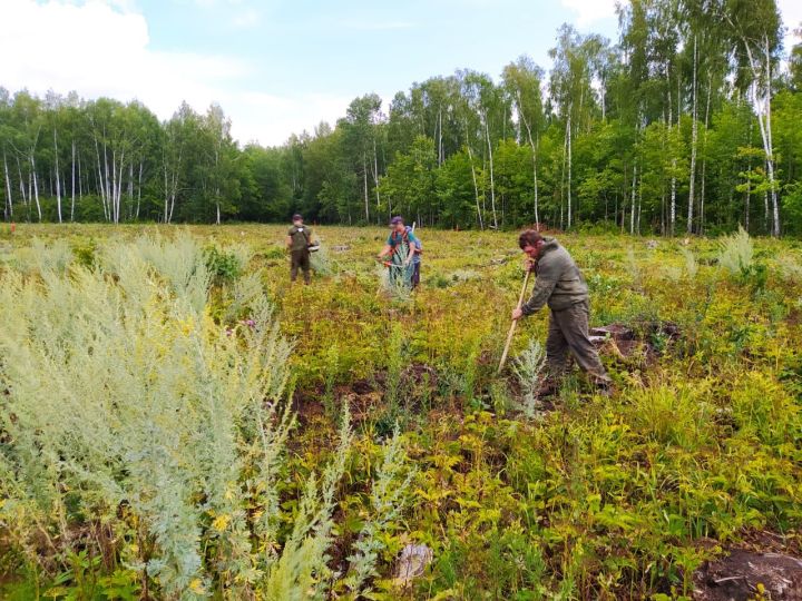 Черемшанские лесники в этом году посадили больше саженцев березы