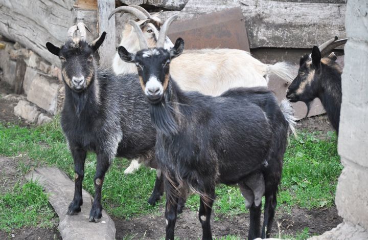 Жители черемшанского села Лашманка жалуются на настырных коз