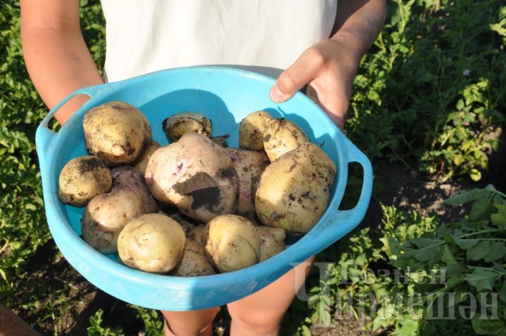 Черемшанцы надеются на хороший урожай картофеля