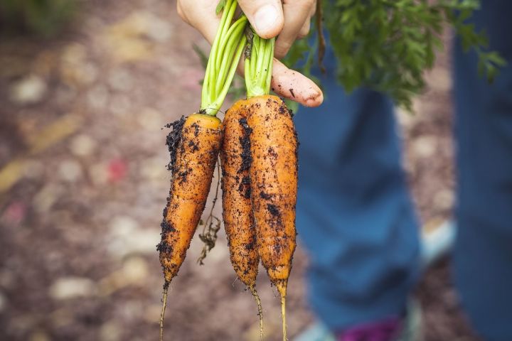 Как понять, что морковь пора выкапывать и отправлять на хранение