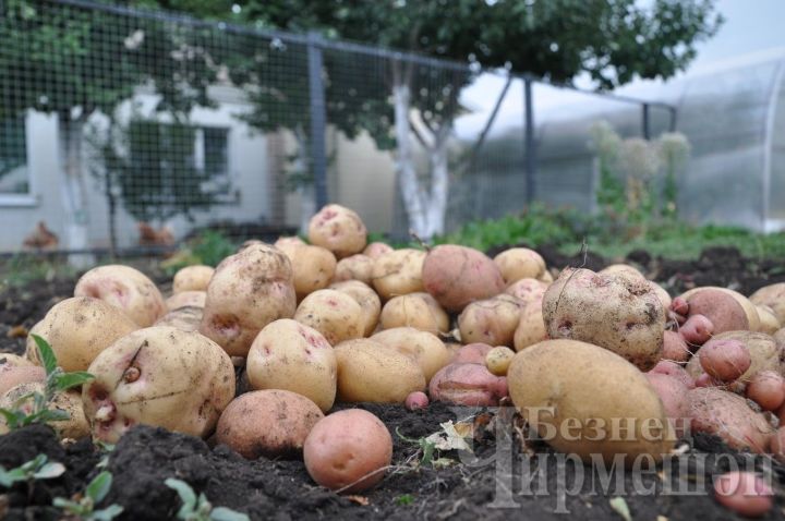 В черемшанском селе Аккиреево начали уборку картофеля