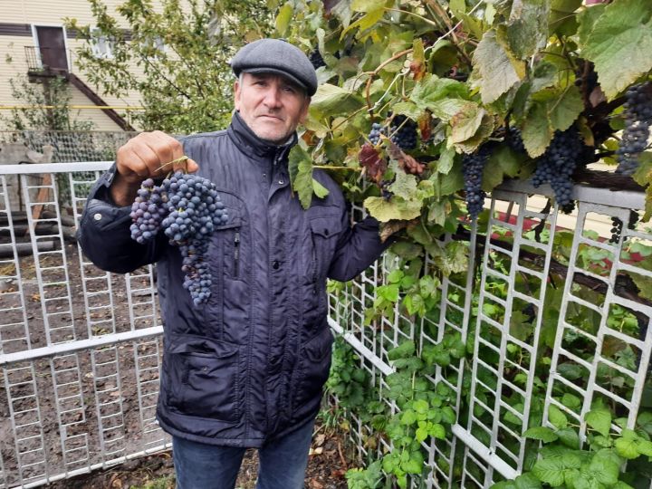 Амировский садовод выращивает 10 сортов винограда