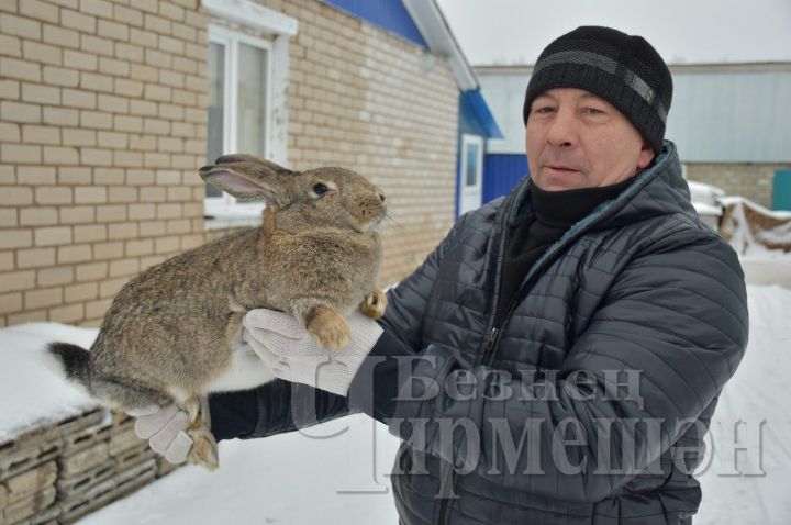 У жителя Лашманки Рауфана Галимова было сто кроликов