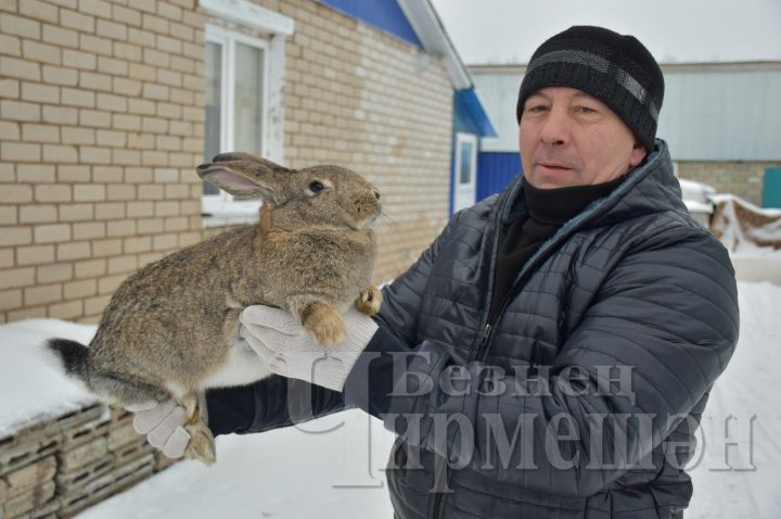 Лашманда яшәүче Рауфан Галимов йорт куяннарын йөз башка җиткергән