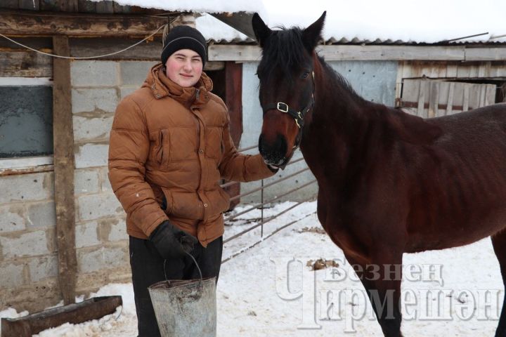 Күтәмәдә гомер итүче Губеровлар биш сыер, бер ат асрыйлар