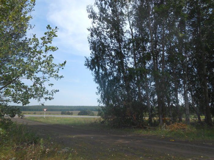 В Татарстане  восстановлены леса на площади 4,2 тыс. гектаров
