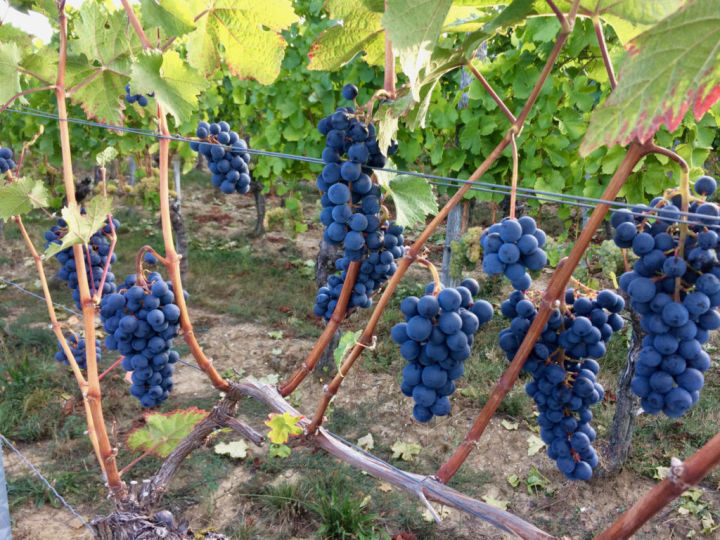 Посадка саженцев винограда весной — особенности хорошего урожая