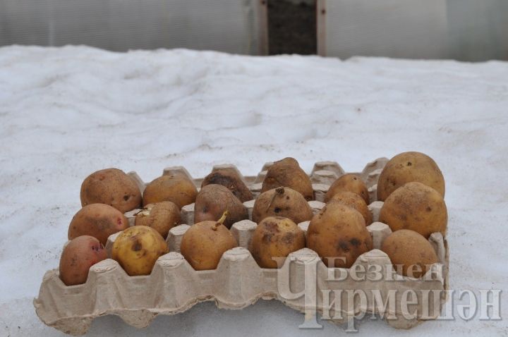 В Девичьей Поляне картофельные семена проращивают в яичных лотках