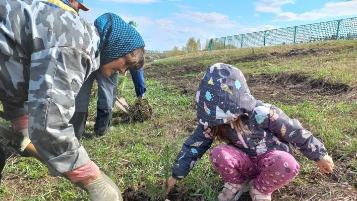 В поселке Яшавче посадили 100 корней елей