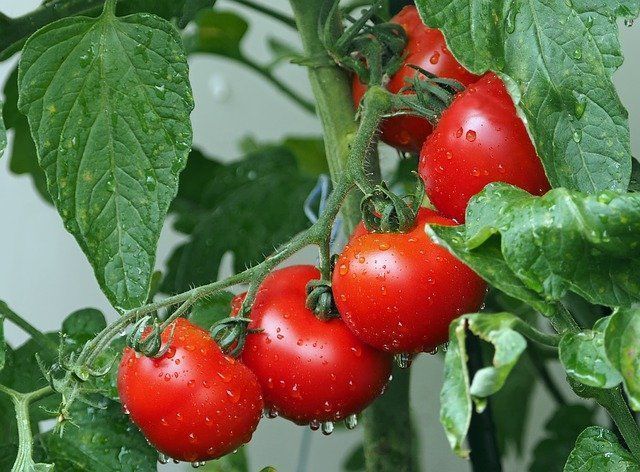 Что посадить рядом с помидорами, чтобы забыть о вредителях и собирать солидный урожай