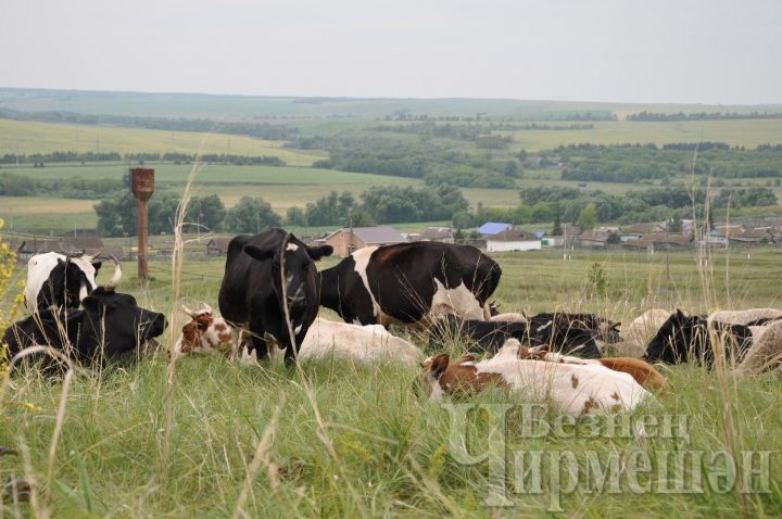 Черемшанцы "доверяют" своих коров "электропастуху"