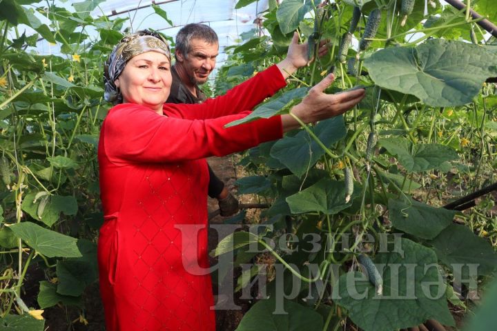 Овощеводы из села Верхний Чегодай уже 15 лет выращивают огурцы