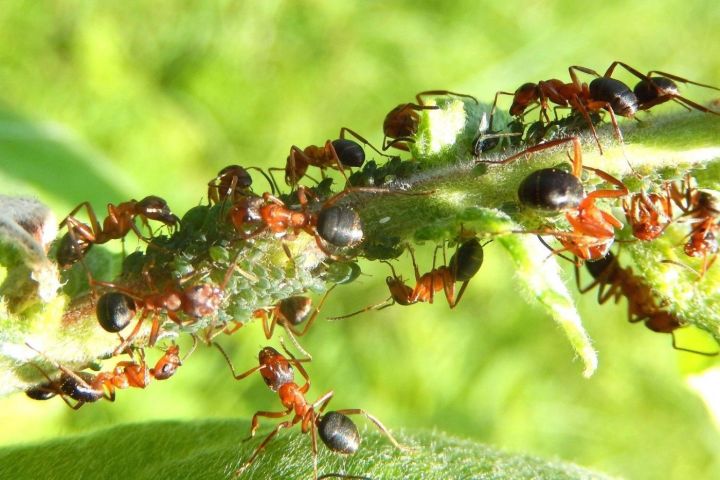 Как избавиться от муравьев на участке?