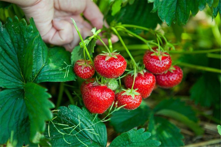 Как летние фрукты и ягоды могут навредить организму?