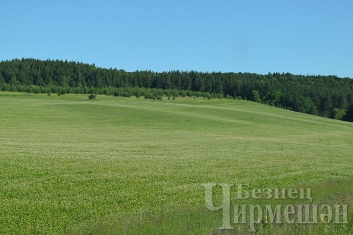 Татарстан Республикасы территориясендә урманнарга керү тыела