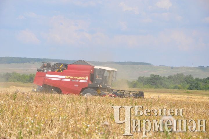В «ЧЕРЕМШАНАГРО» сила гектара озимой пшеницы – 50 центнеров