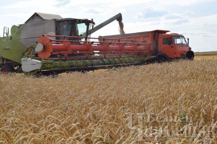 В Черемшанском районе осталось обмолотить еще 8 тысяч гектаров зерновых