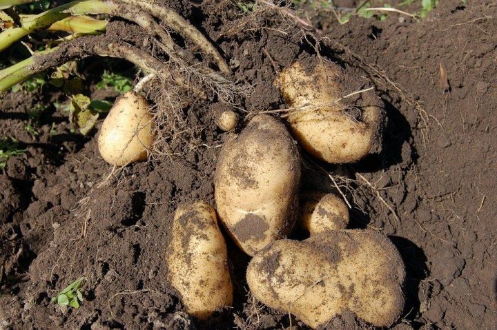 Жителям республики рассказали как правильно хранить картофель