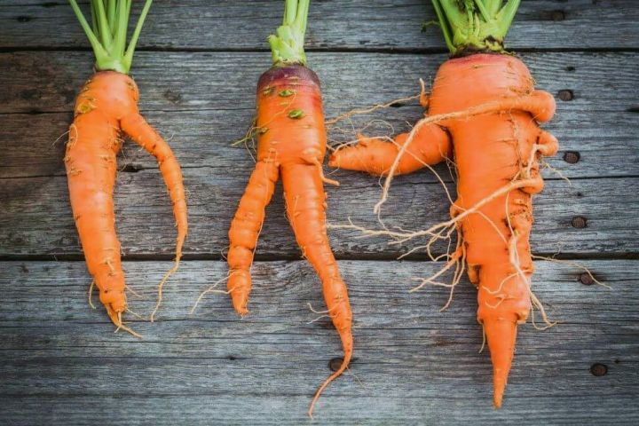 Почему морковь растет корявой и рогатой?