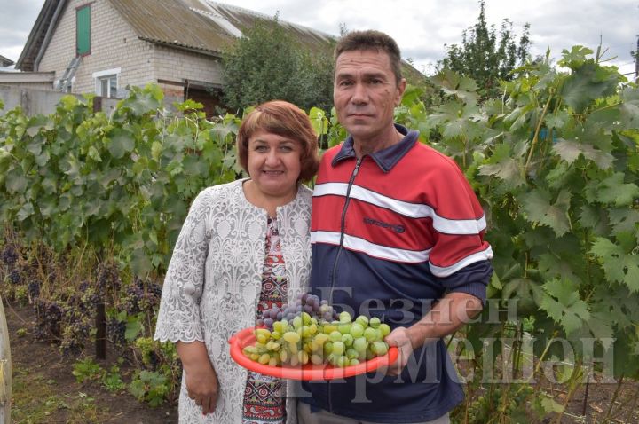 Черемшанский нефтяник выращивает десять сортов винограда