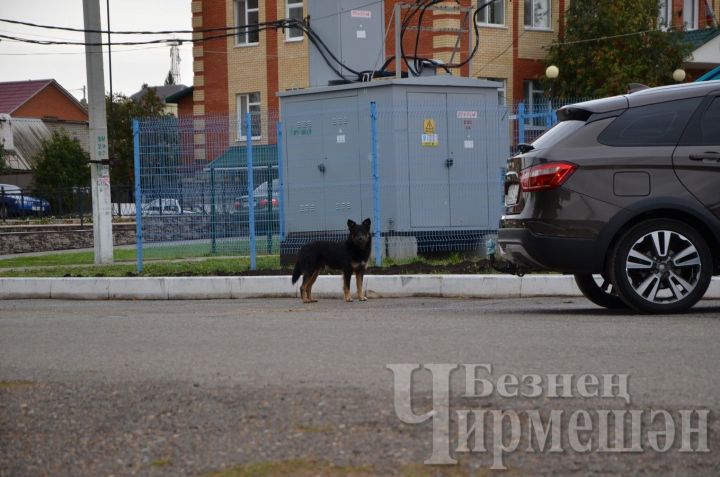 Чирмешән районында үткән елны 29 кешене эт тешләгән