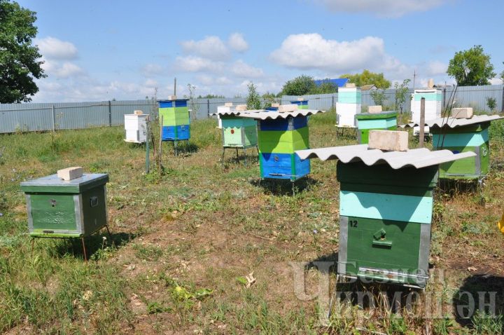 В этом году пчеловоды Черемшанского района накачали около 76 тонн меда