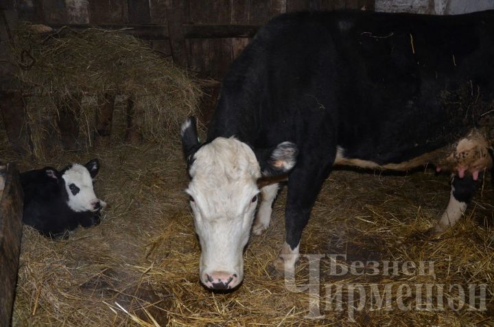 72-летняя жительница Карамышева Ильсия апа содержит двух коров