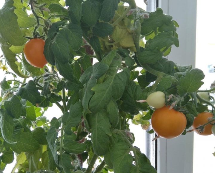 Жители Черемшана выращивают помидоры на подоконнике