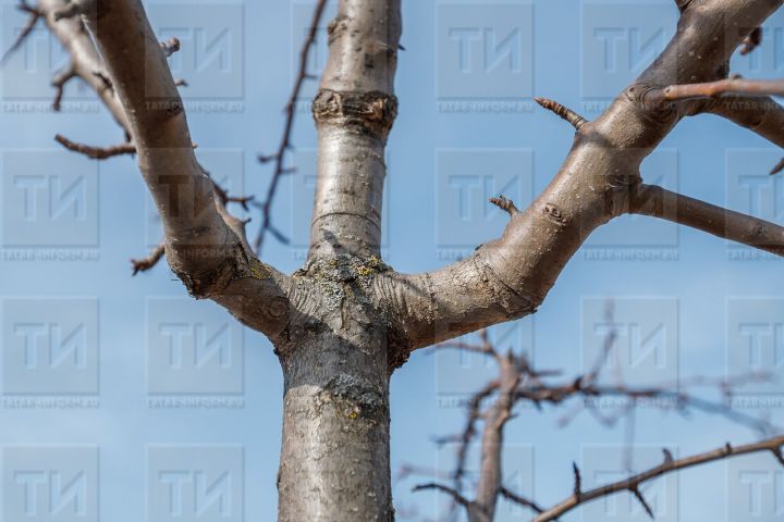 Зарарлы бөҗәкләр уянганчы...