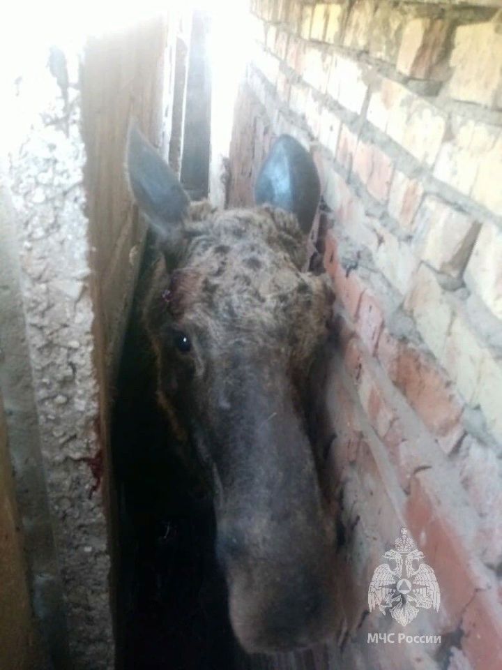 В  Татарстане лось застрял между гаражей
