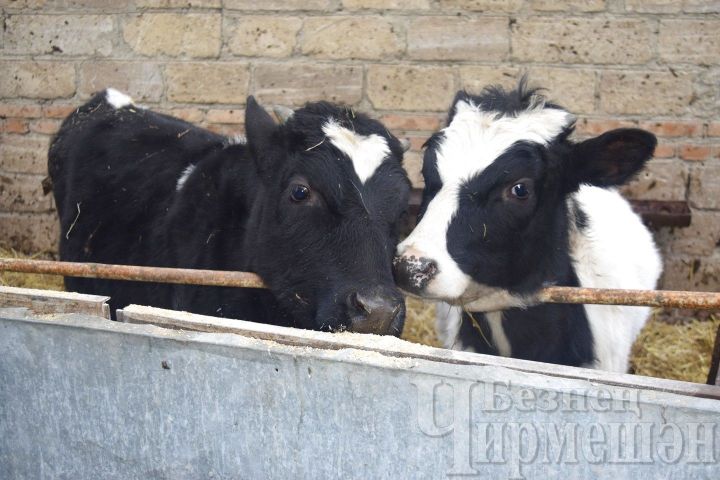 В Черемшанском районе продолжается бесплатное чипирование скота