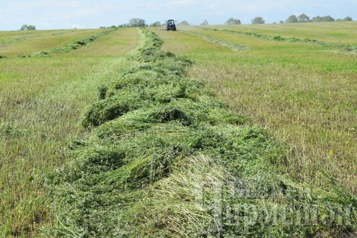 В Черемшанском районе засуха задерживает рост трав